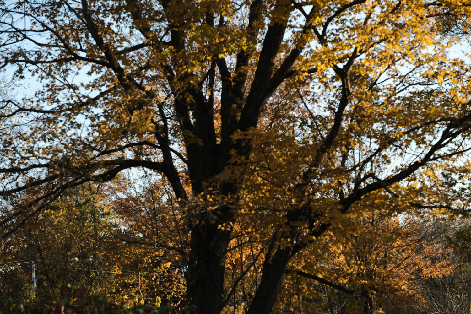 Acer saccharum golden fall foliage 