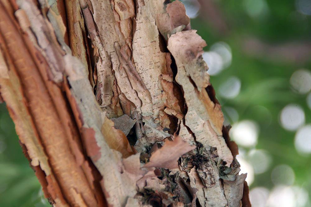 Acer triflorum bark