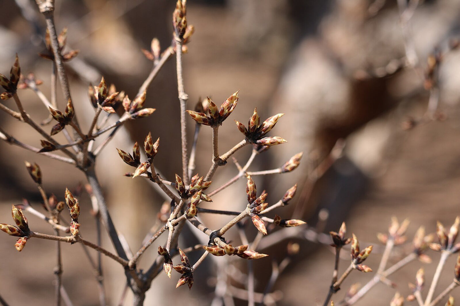 Acer triflorum buds