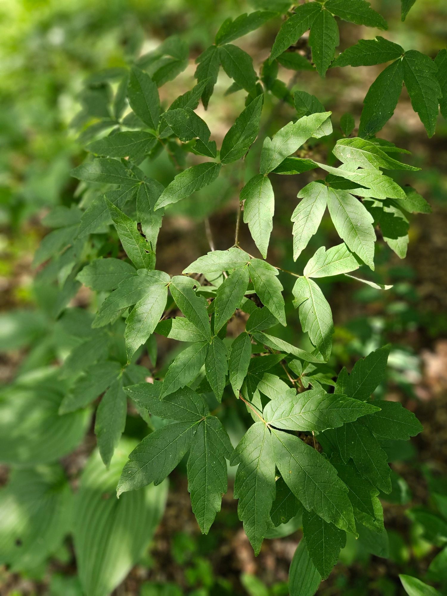 Acer triflorum foliage 