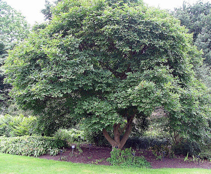 Acer triflorum mature form