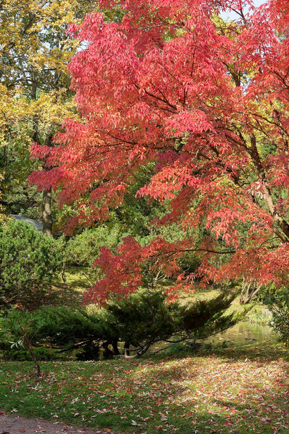 Acer triflorum mature red fall foliage