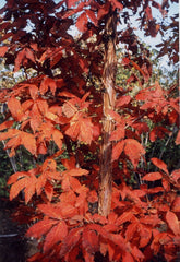 Acer triflorum red fall foliage