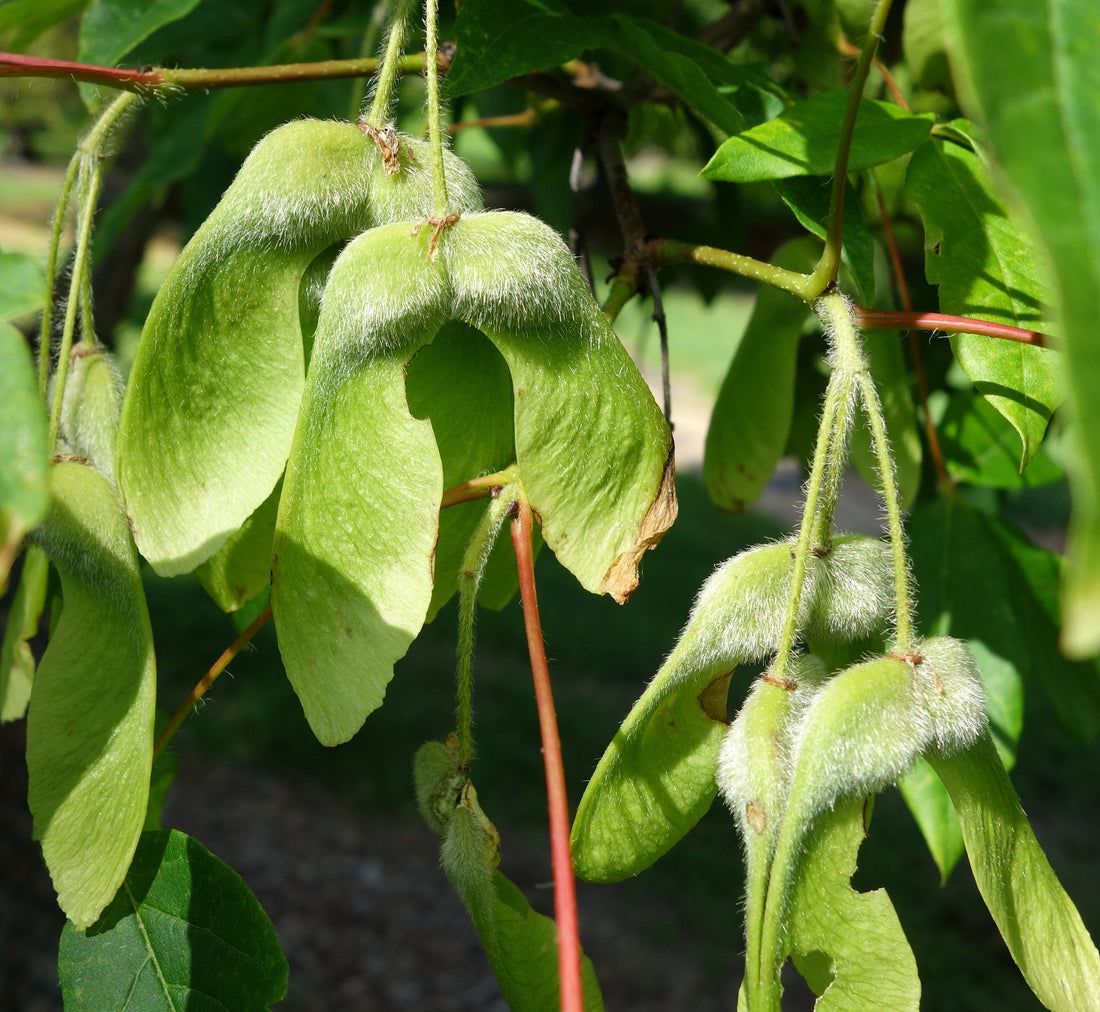 Acer triflorum seeds