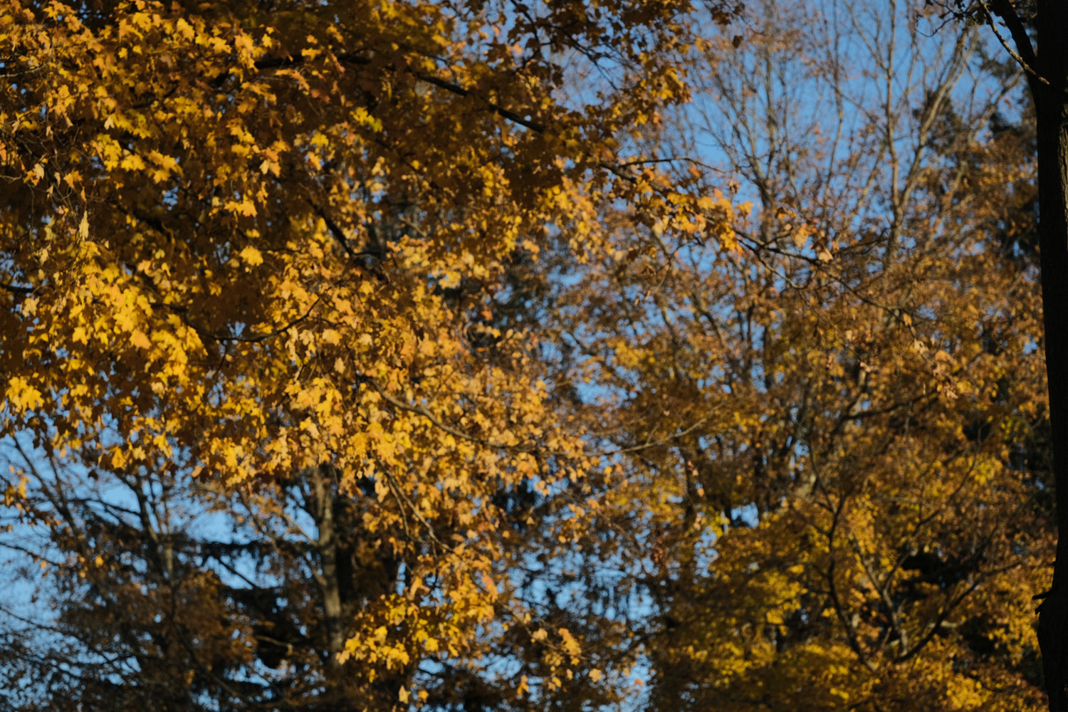 Acer saccharaum yellow fall foliage at The Old Dairy 