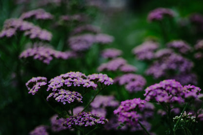 Close-up of pink-purple yarrow flowers (Achillea millefolium &