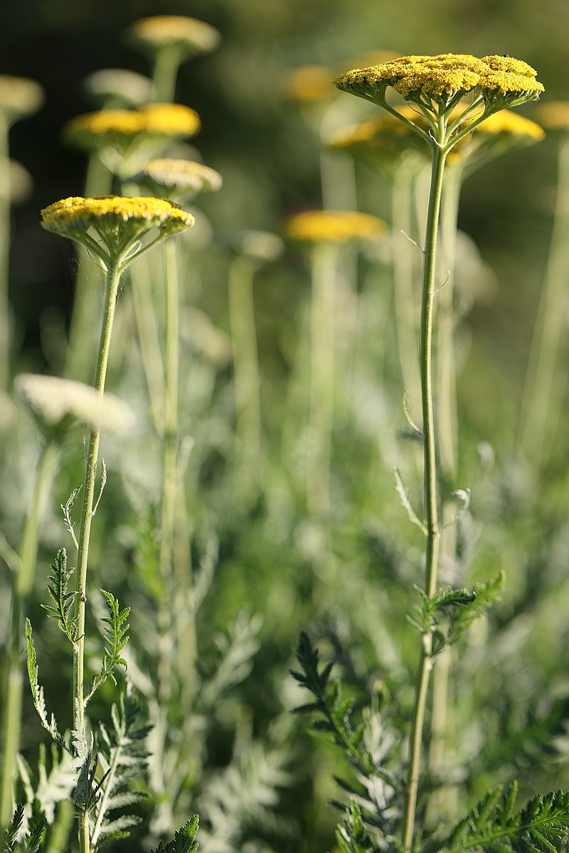 Achillea filipendulina &