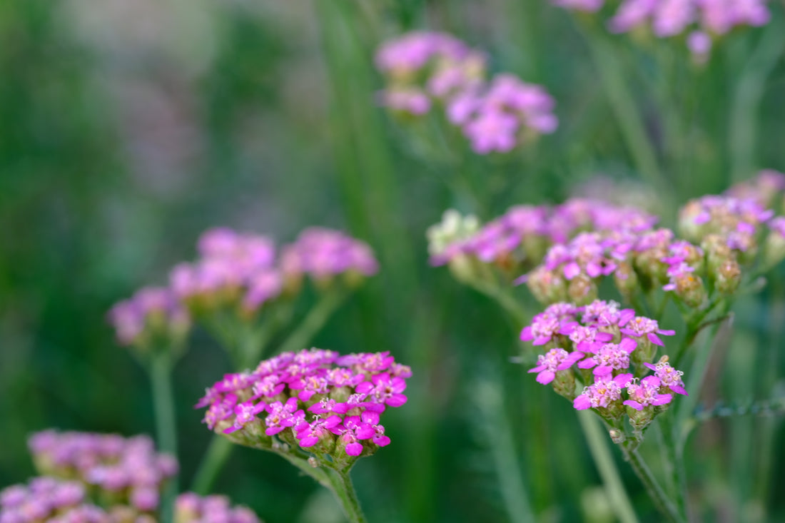 Achillea millefolium &