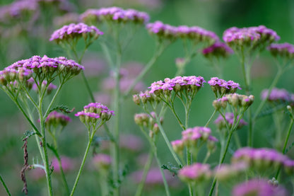 Achillea millefolium &