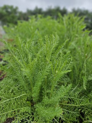 Achillea millefolium &