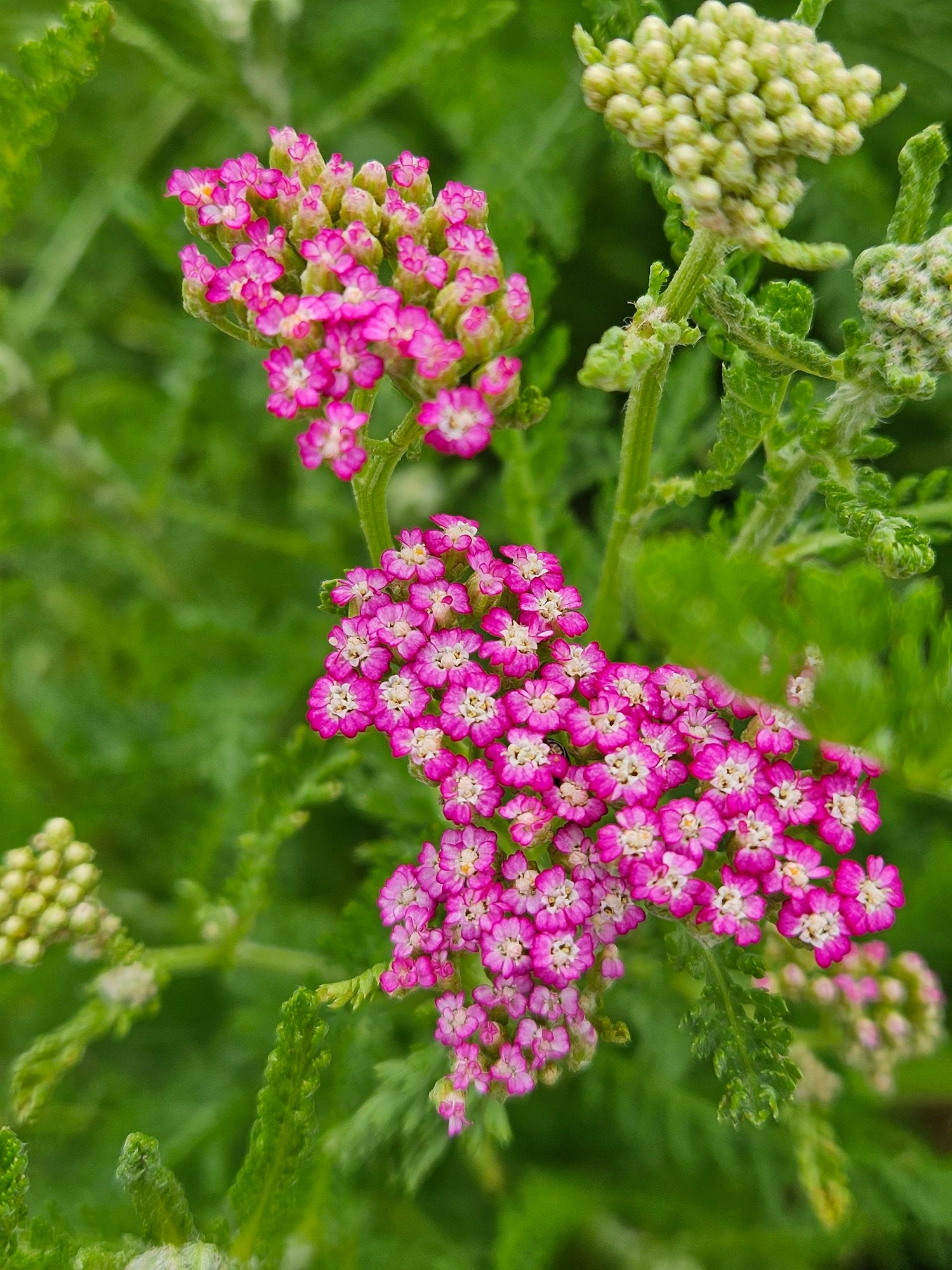 Achillea millefolium &