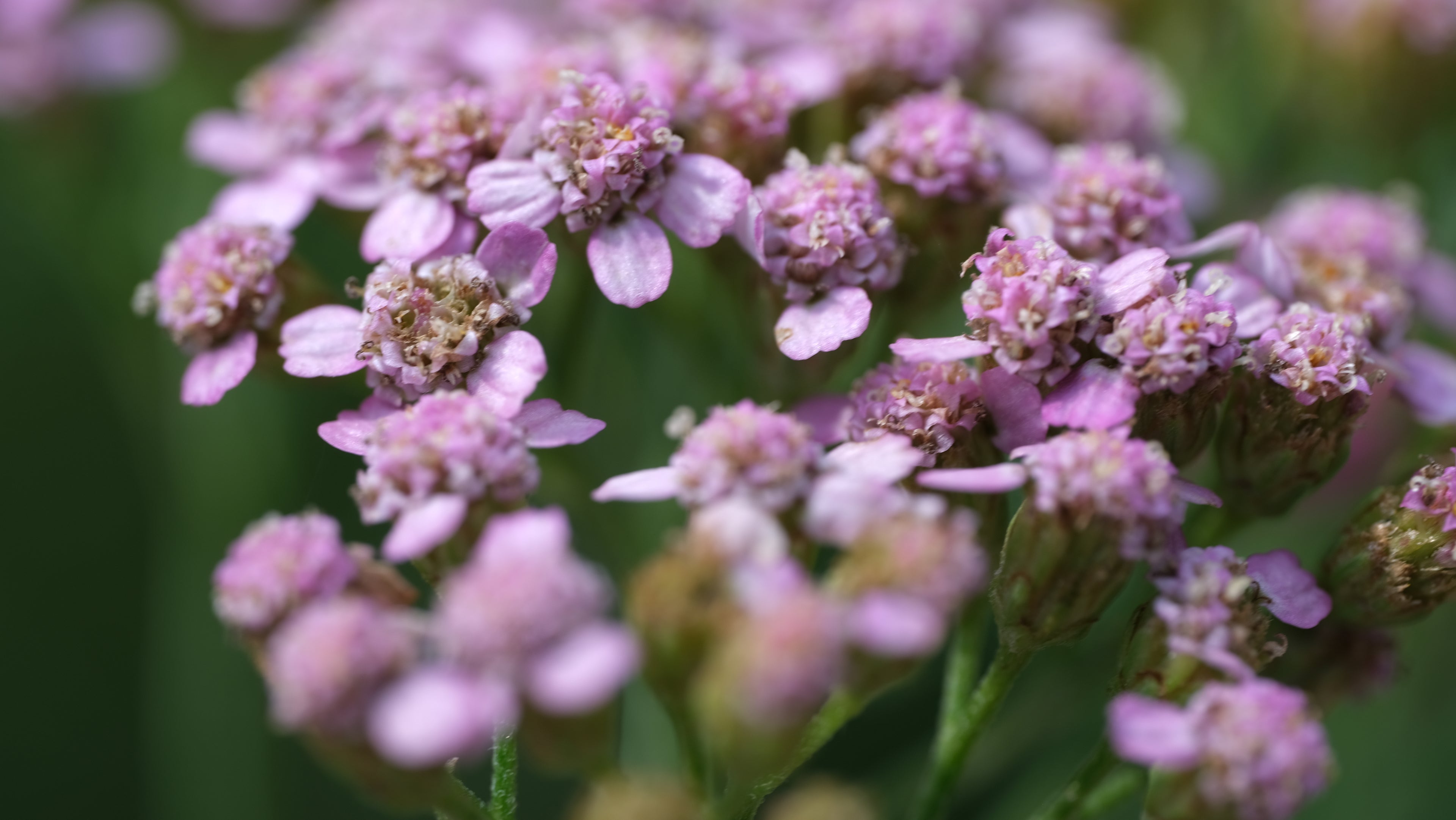 Achillea millefolium &