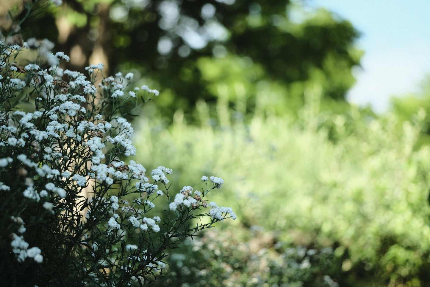 Achillea ptarmica 'Double Diamond Pearl' in garden