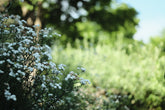 Achillea ptarmica &