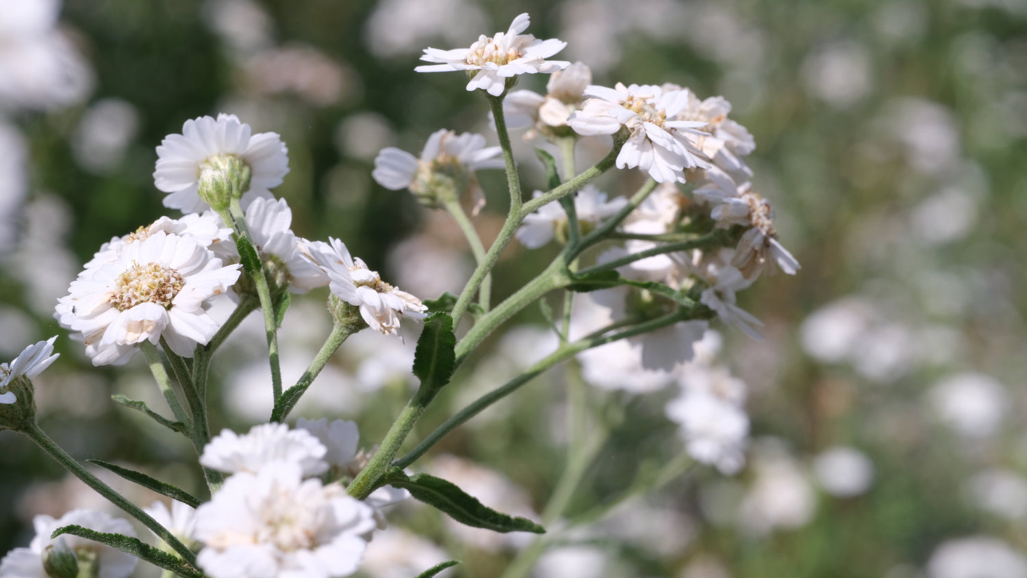 Achillea ptarmica &