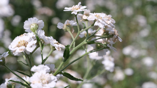 Achillea ptarmica 'Double Diamond Pearl' white blooms