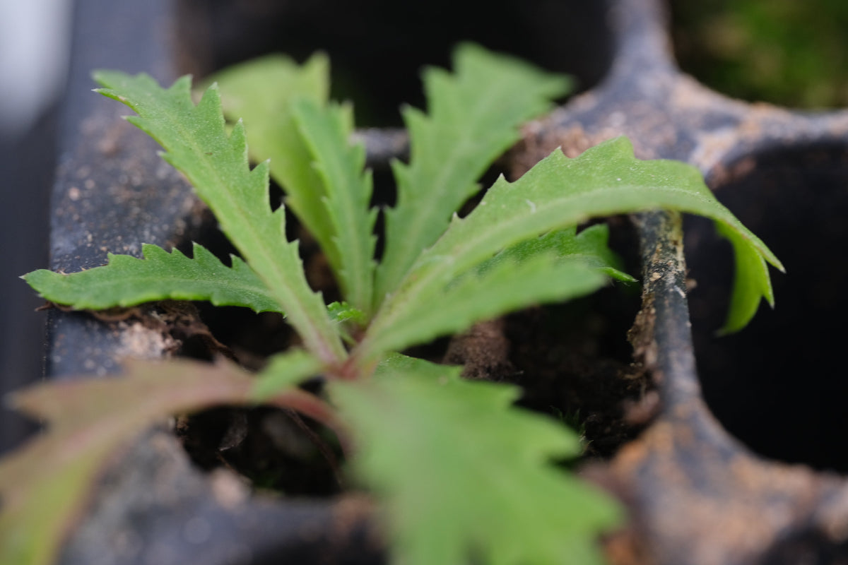 yarrow seedling