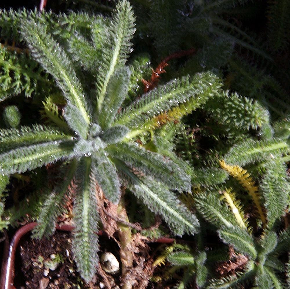 Achillea tomentosa &