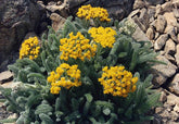 Achillea tomentosa &