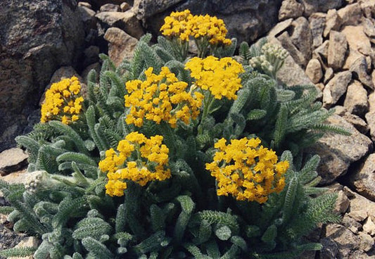 Achillea tomentosa 'Aurea' in bloom