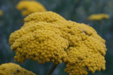 Close up of yellow Achillea filipendulina &