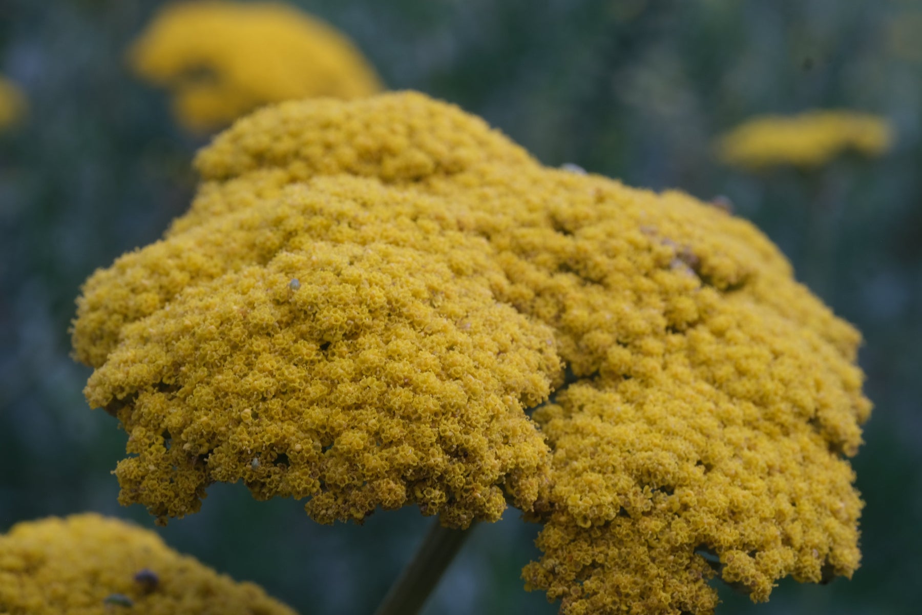 Close up of yellow Achillea filipendulina &