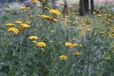 Yellow Achillea filipendulina &
