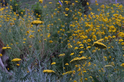 Yellow Achillea filipendulina &
