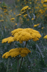 Close up of yellow Achillea filipendulina &
