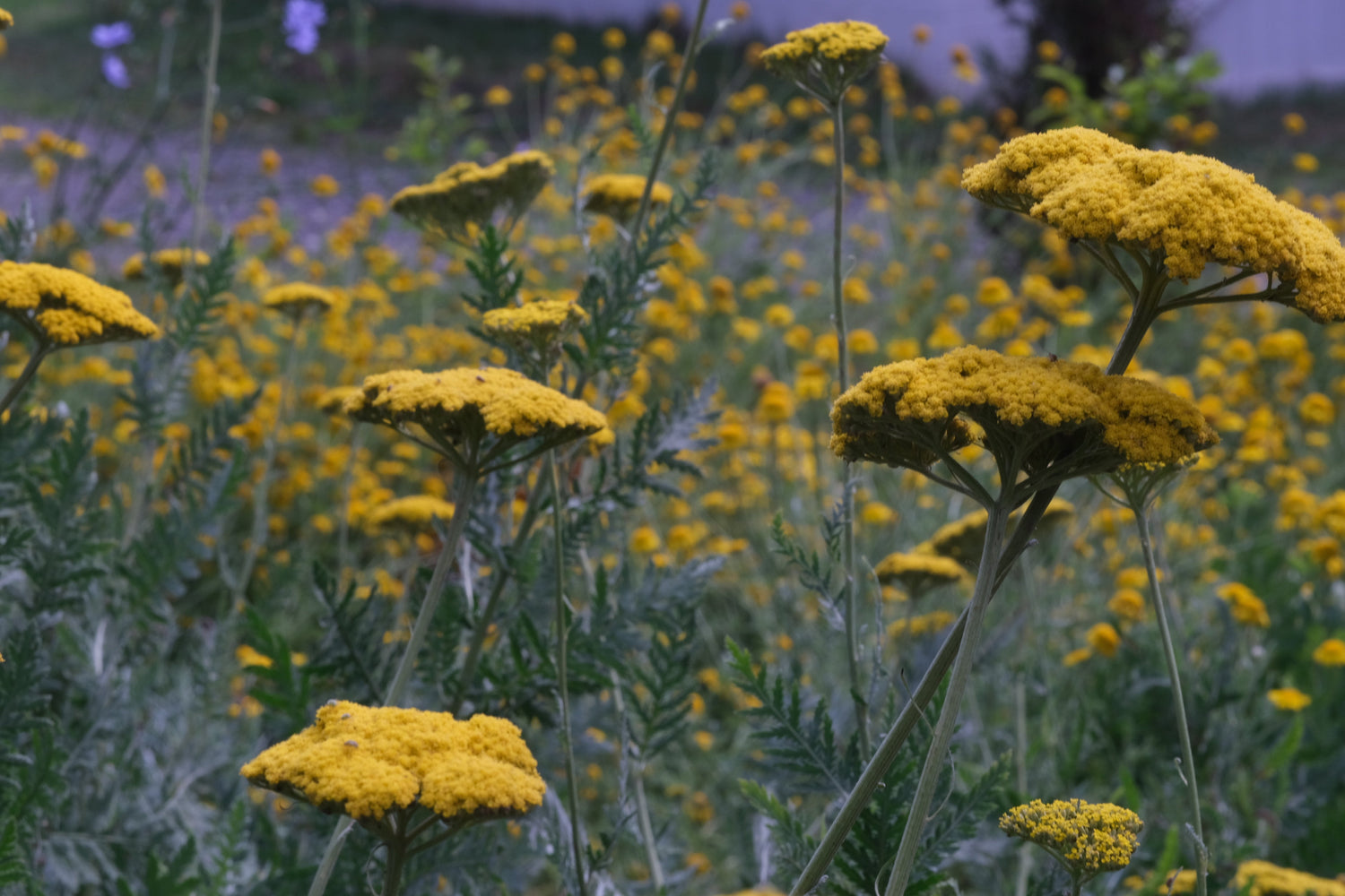 Close up of yellow Achillea filipendulina &