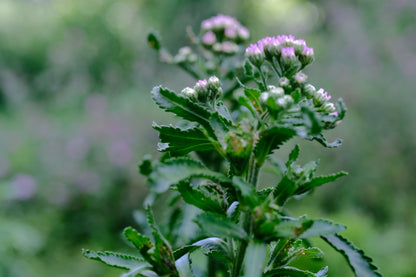 Achillea sibirica &