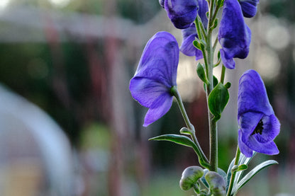 Monkshood