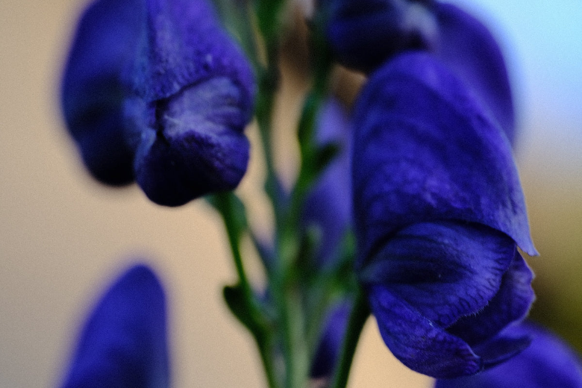 vibrant blue monkshood flower up close