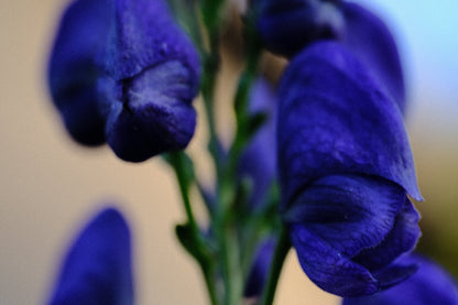 vibrant blue monkshood flower up close