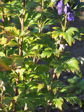 Aconitum carmichaelii &