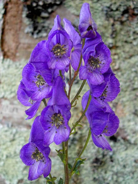 Aconitum carmichaelii &