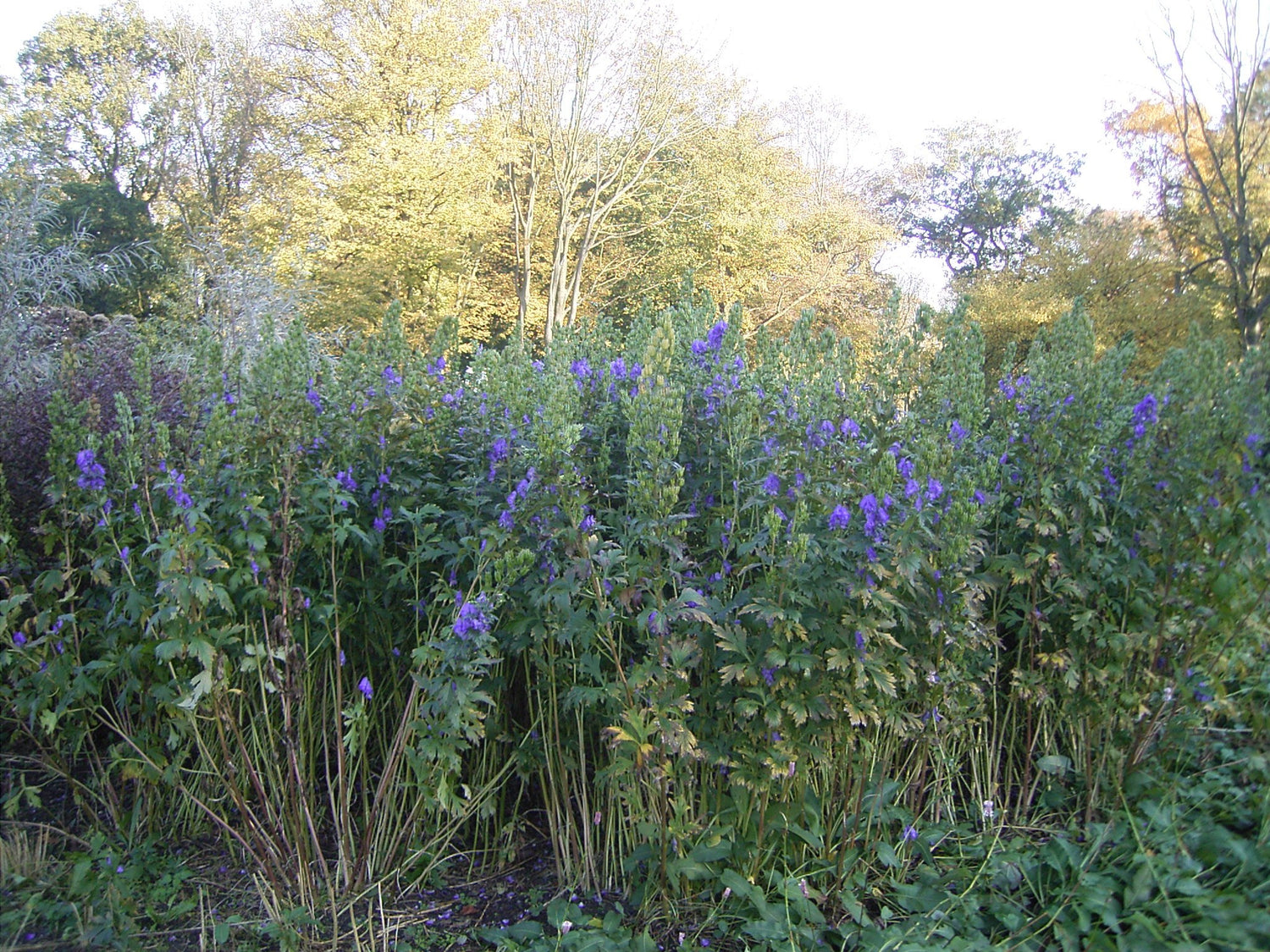 Aconitum carmichaelii &