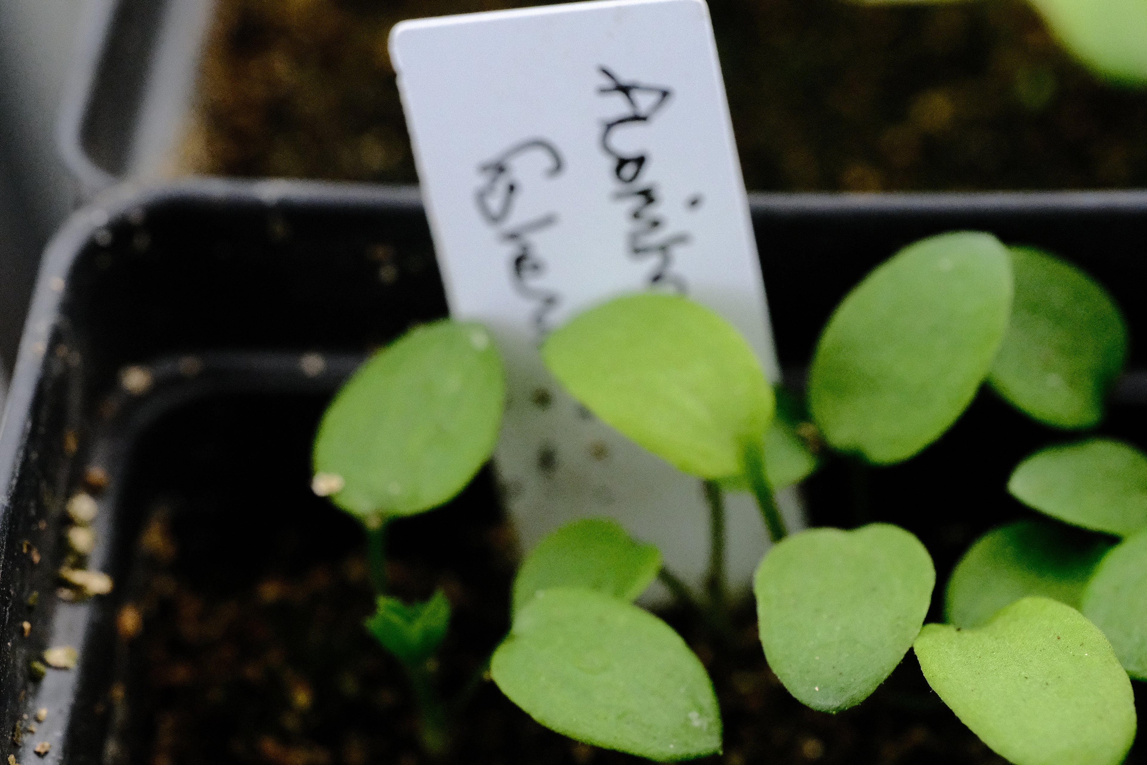 Aconitum fischeri seedling at The Old Dairy Nursery