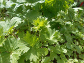 Aconitum lycoctonum foliage