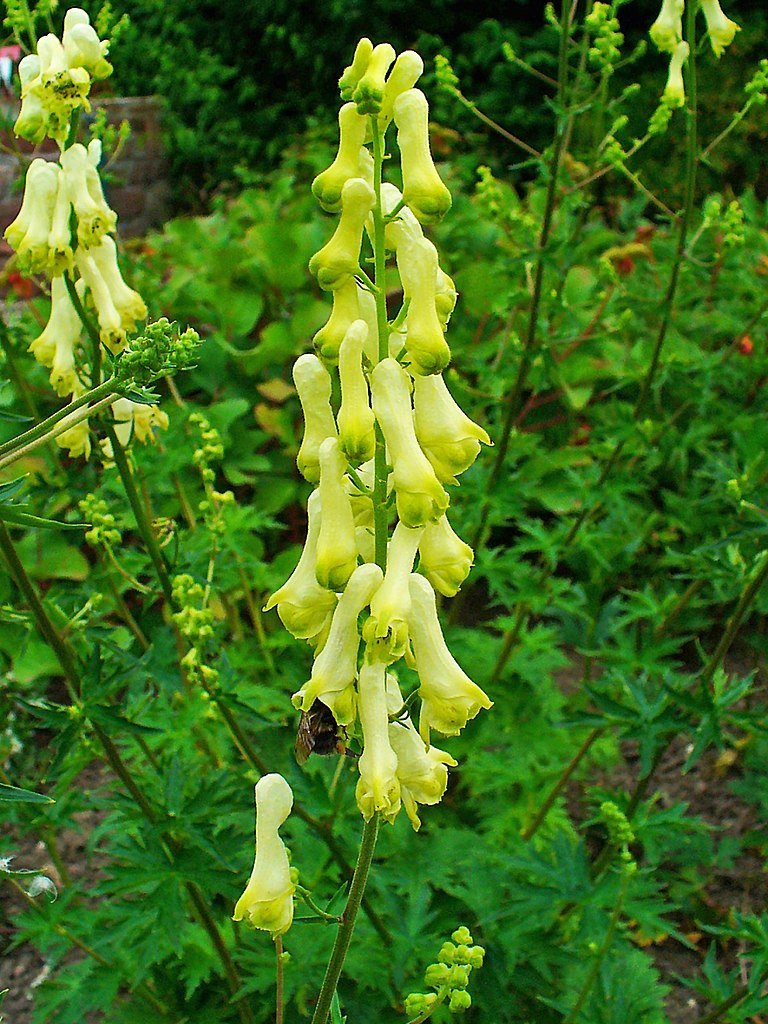 Aconitum lycoctonum in bloom