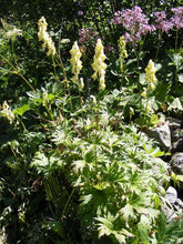 Aconitum lycoctonum in garden