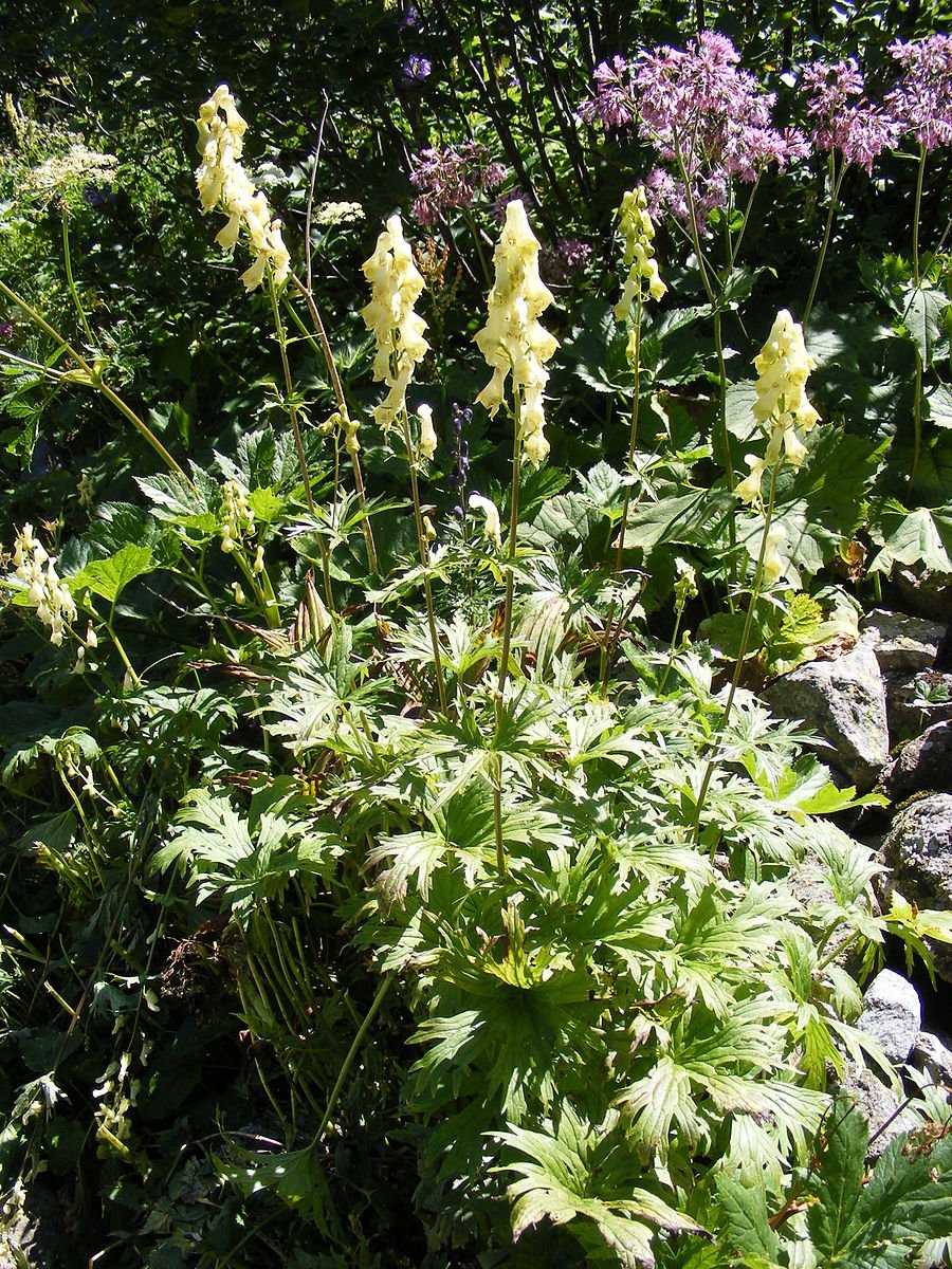 Aconitum lycoctonum in garden