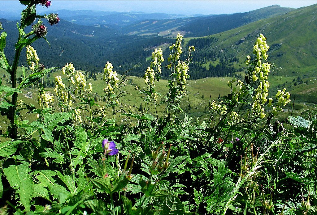 Aconitum lycoctonum in natural haitat