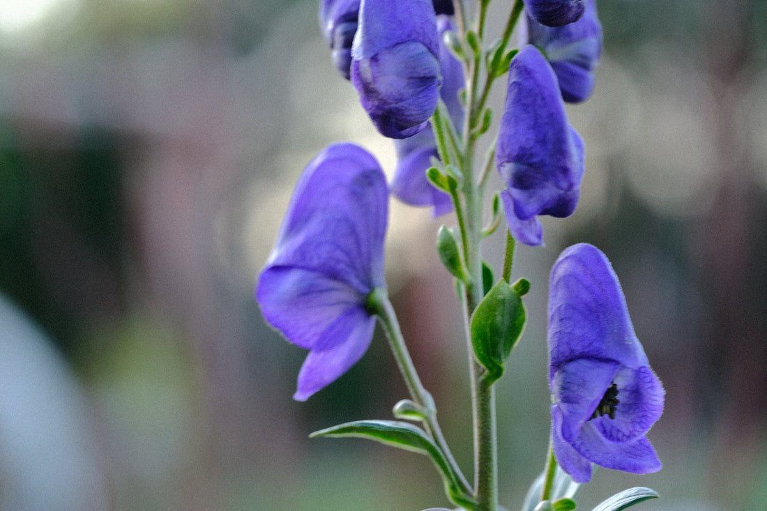 blue monkshood flowers