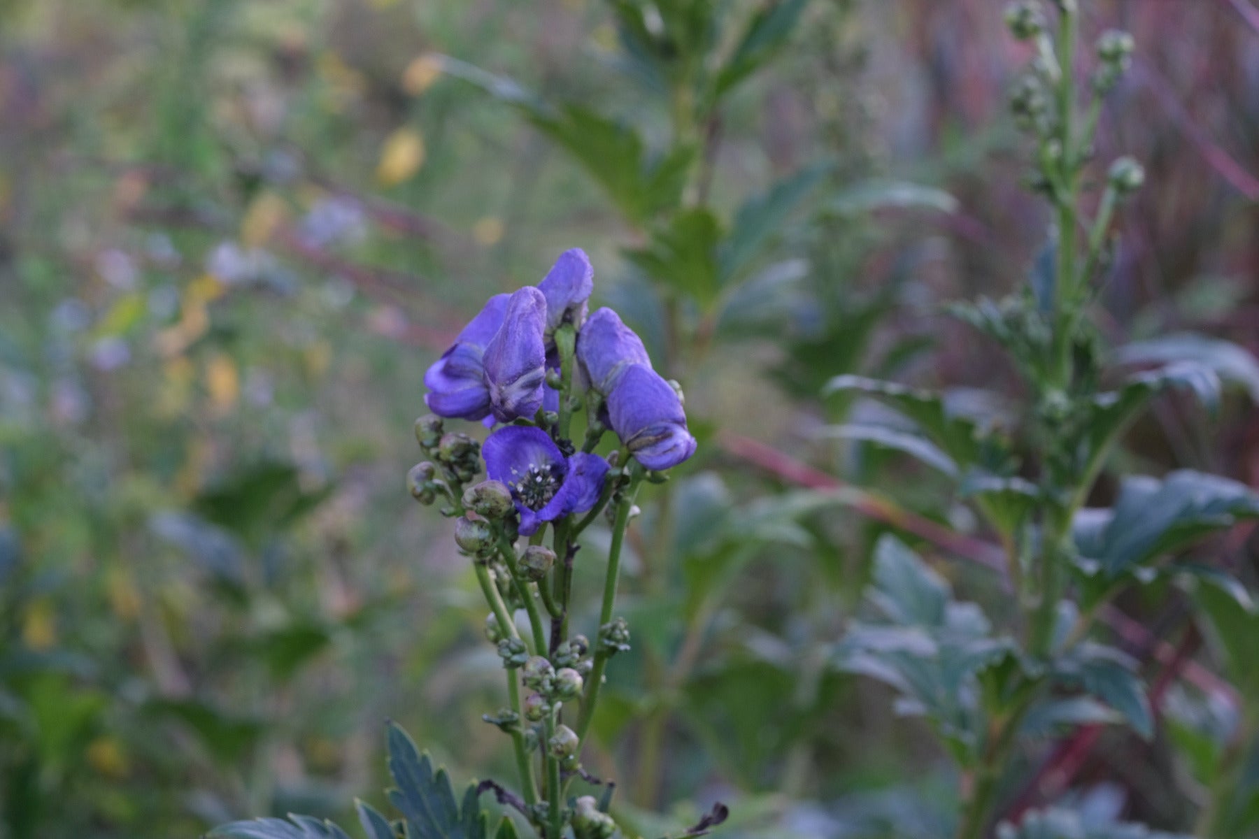 Aconitum fischerii_purple blue flowers and green foliage
