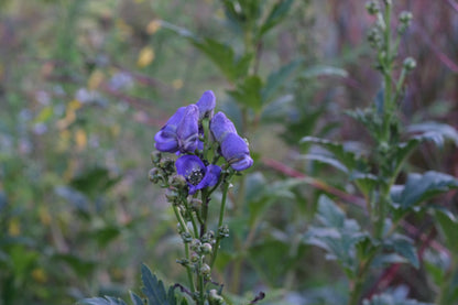 Aconitum fischerii_purple blue flowers and green foliage