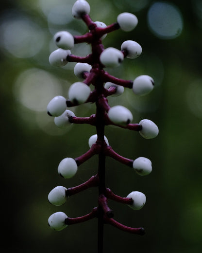 Actaea pachypoda (Cimicifuga alba) berries, The Old Dairy Nursery