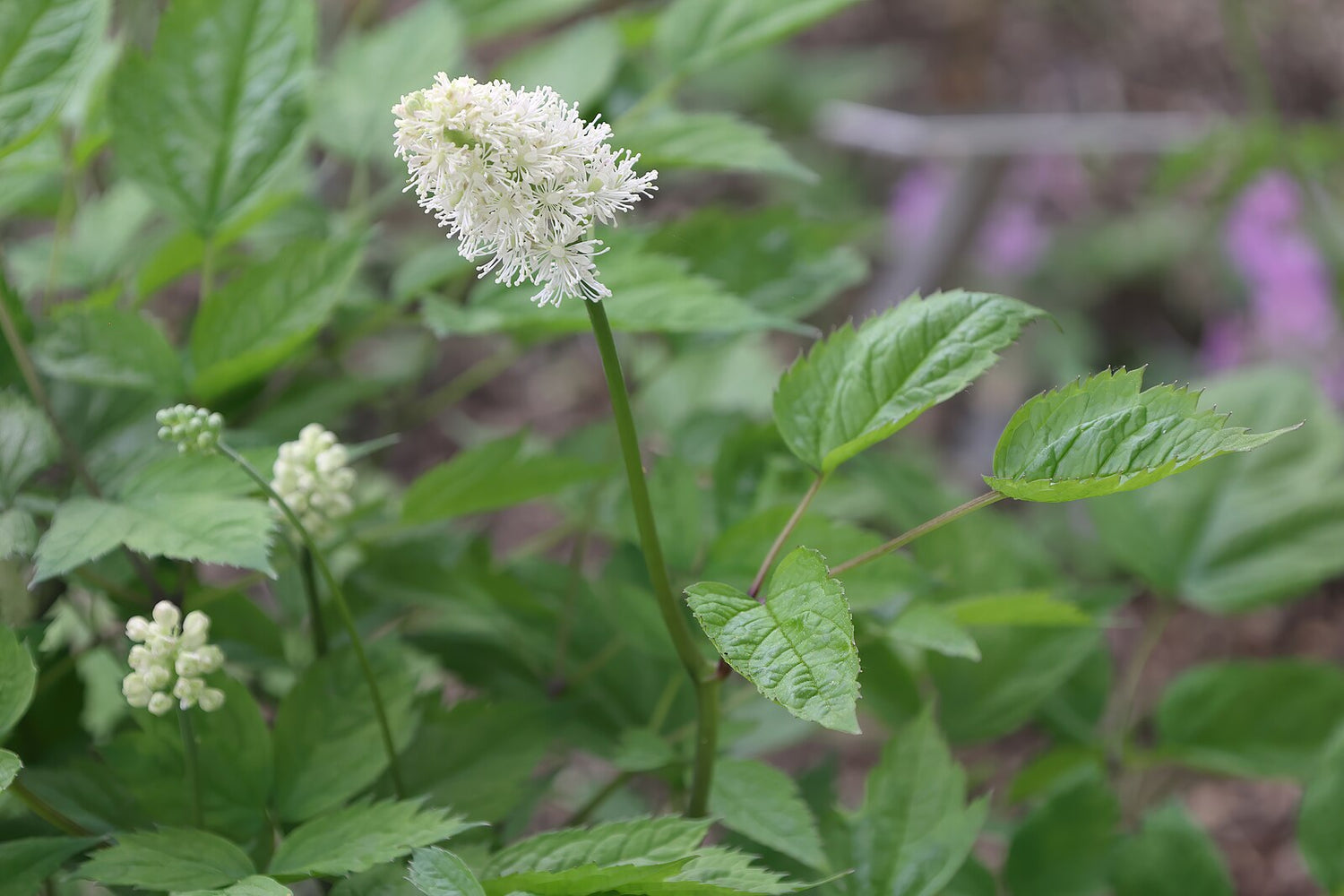 Actaea pachypoda (Cimicifuga alba) flowers 