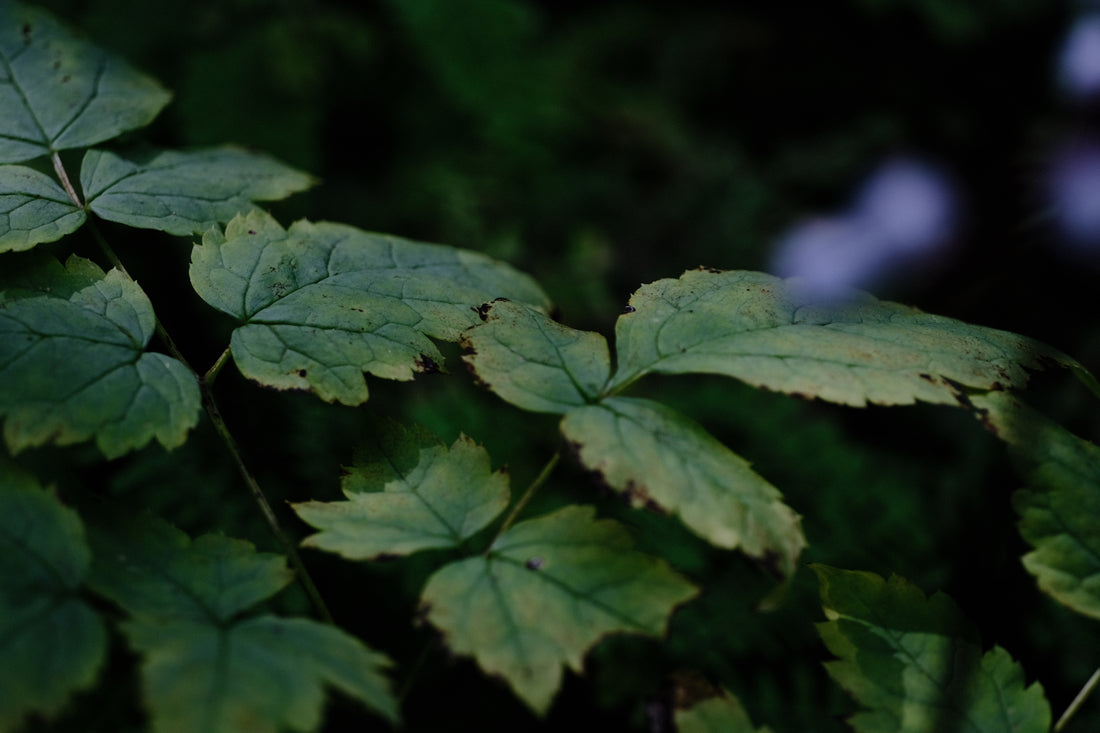 Actaea pachypoda (Cimicifuga alba) foliage, The Old Dairy Nursery