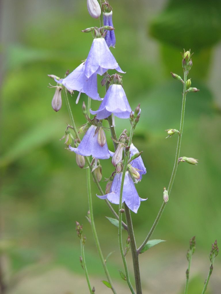 Adenophora liliifolia in bloom